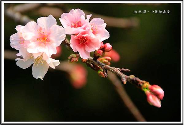 賞花隨拍~中正紀念堂20160338