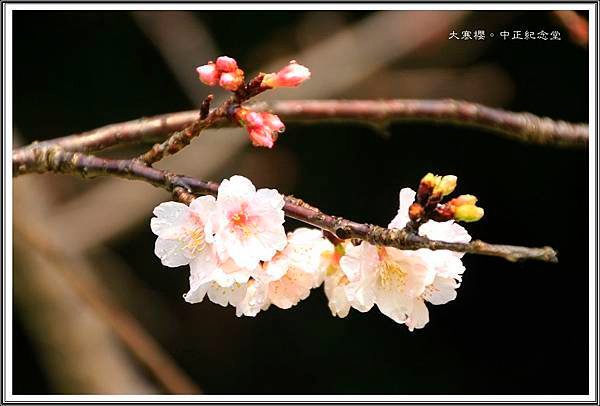 賞花隨拍~中正紀念堂20160337