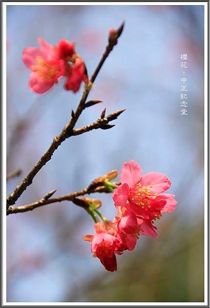 賞花隨拍~中正紀念堂20160340