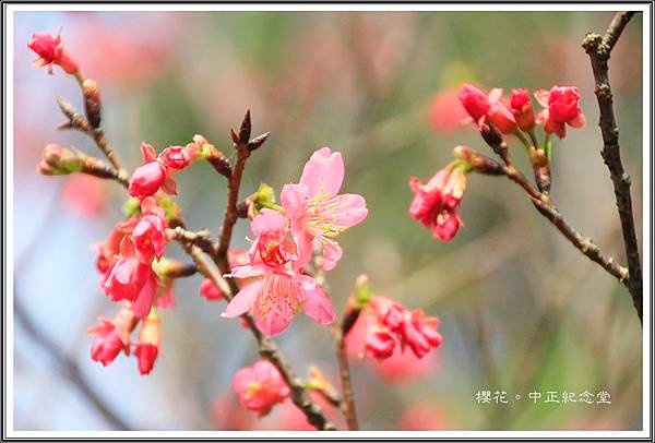 賞花隨拍~中正紀念堂20160339