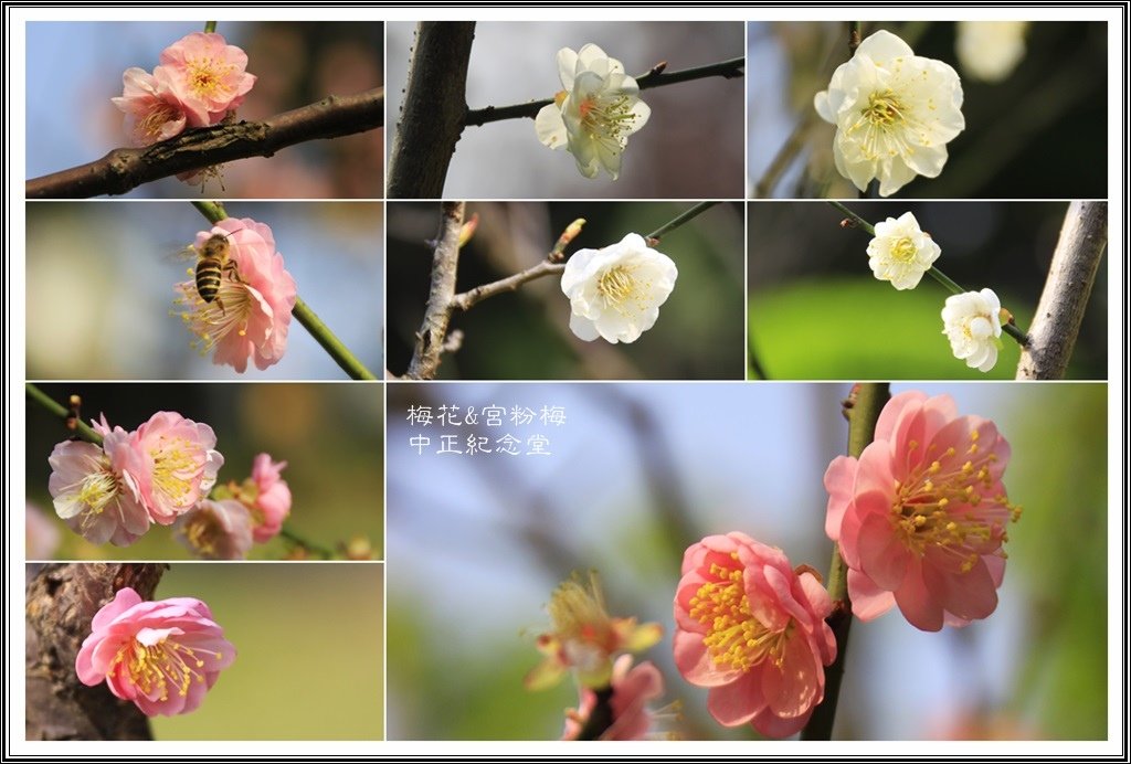 賞花隨拍~中正紀念堂20160342