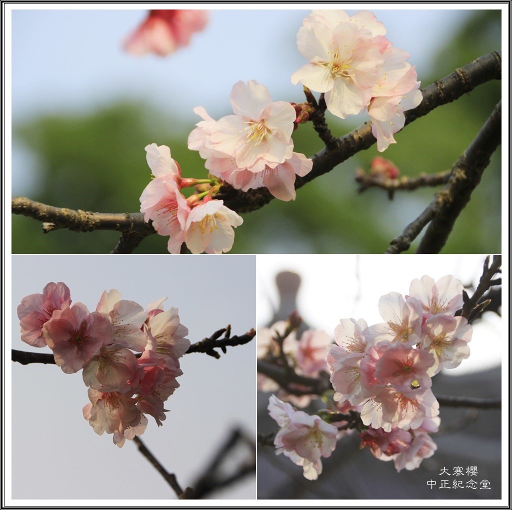 賞花隨拍~中正紀念堂20160344