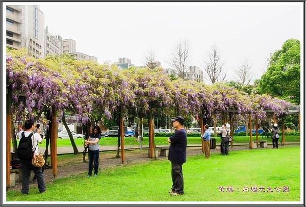 2016紫藤。內壢元生公園00