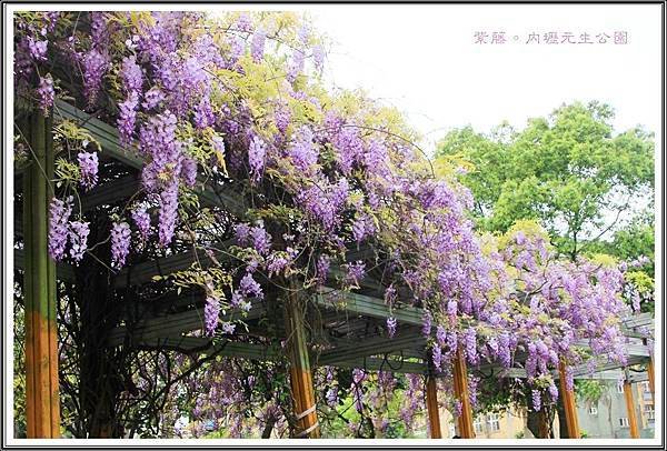 2016紫藤。內壢元生公園03