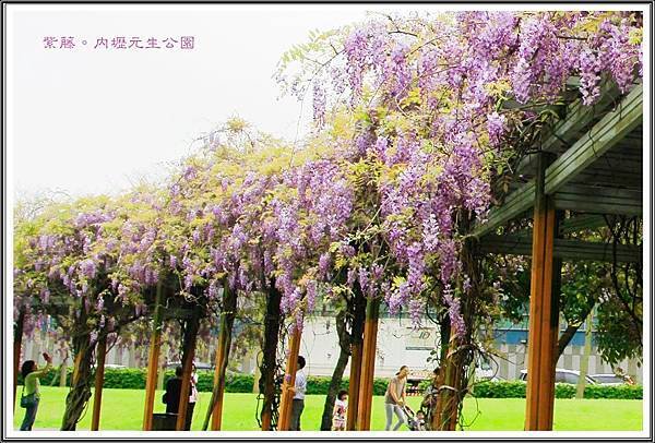 2016紫藤。內壢元生公園07