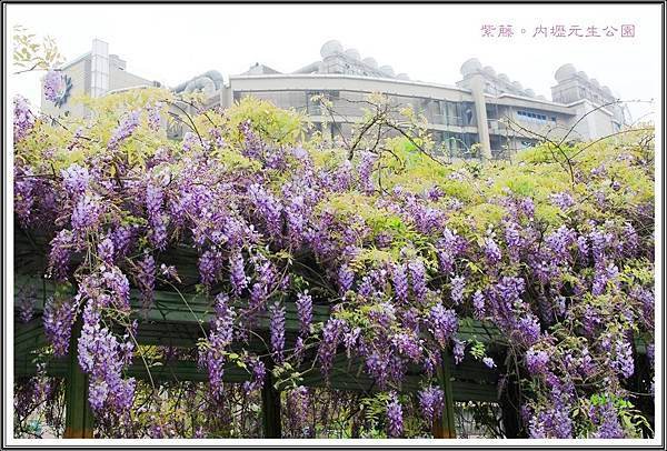 2016紫藤。內壢元生公園10