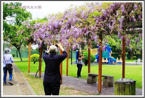 2016紫藤。內壢元生公園17