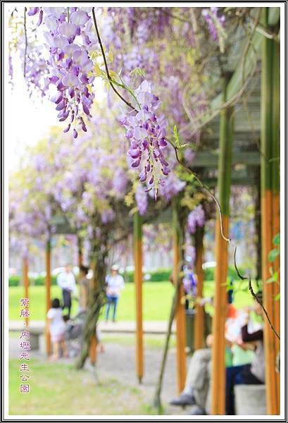2016紫藤。內壢元生公園20