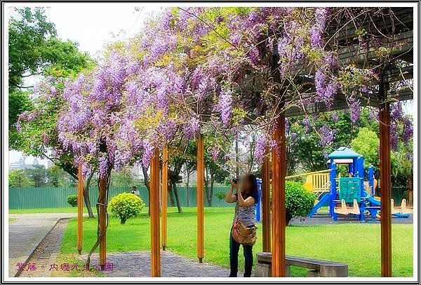2016紫藤。內壢元生公園28