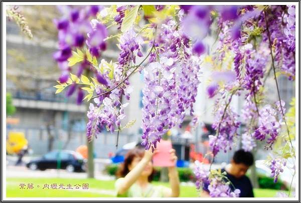 2016紫藤。內壢元生公園30