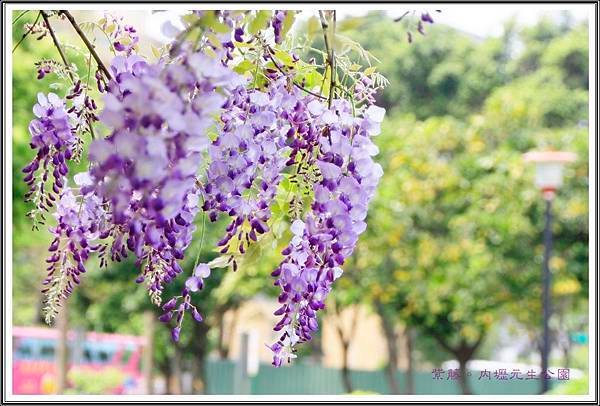 2016紫藤。內壢元生公園31
