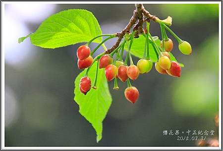 2015中正紀念堂賞花21