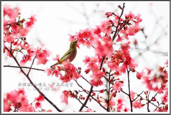 2017中正紀念堂賞花23