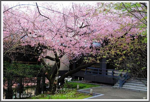2014北陸櫻花紀行篇D2008