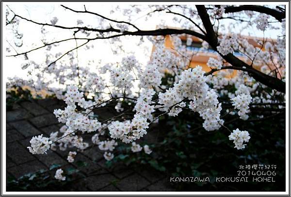 2014北陸櫻花紀行篇D2028