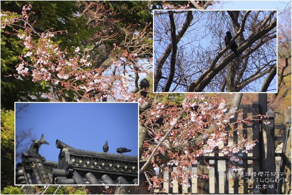 2014北陸櫻花紀行篇D3065