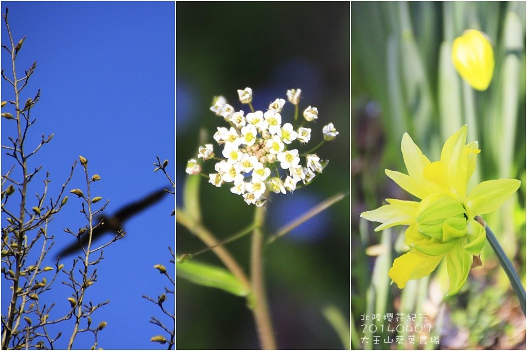 2014北陸櫻花紀行篇D3116