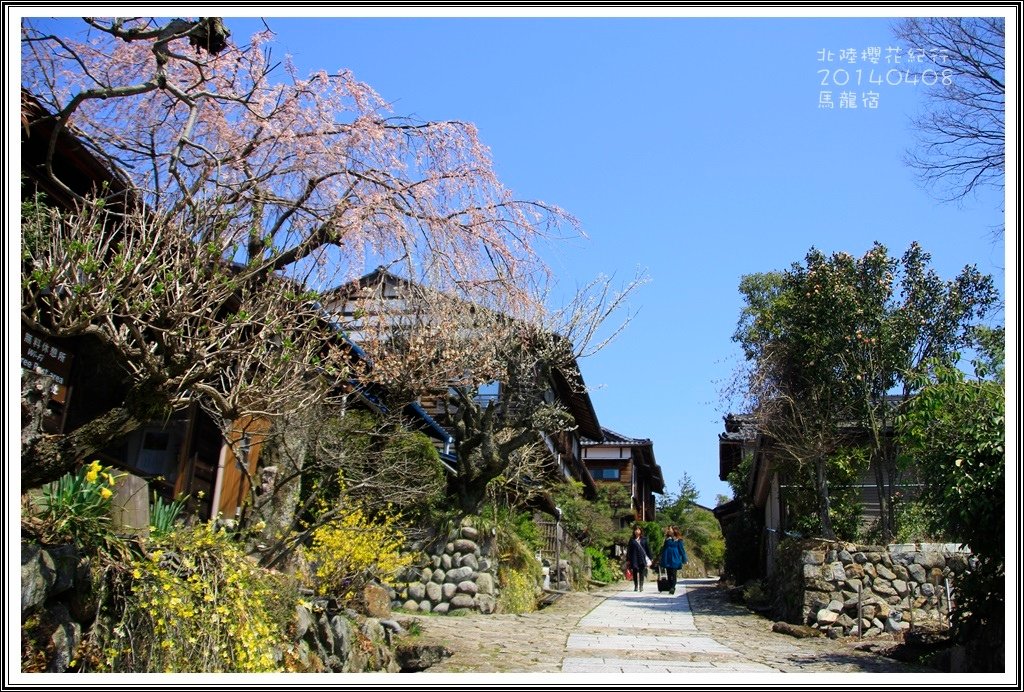 2014北陸櫻花紀行篇D4020