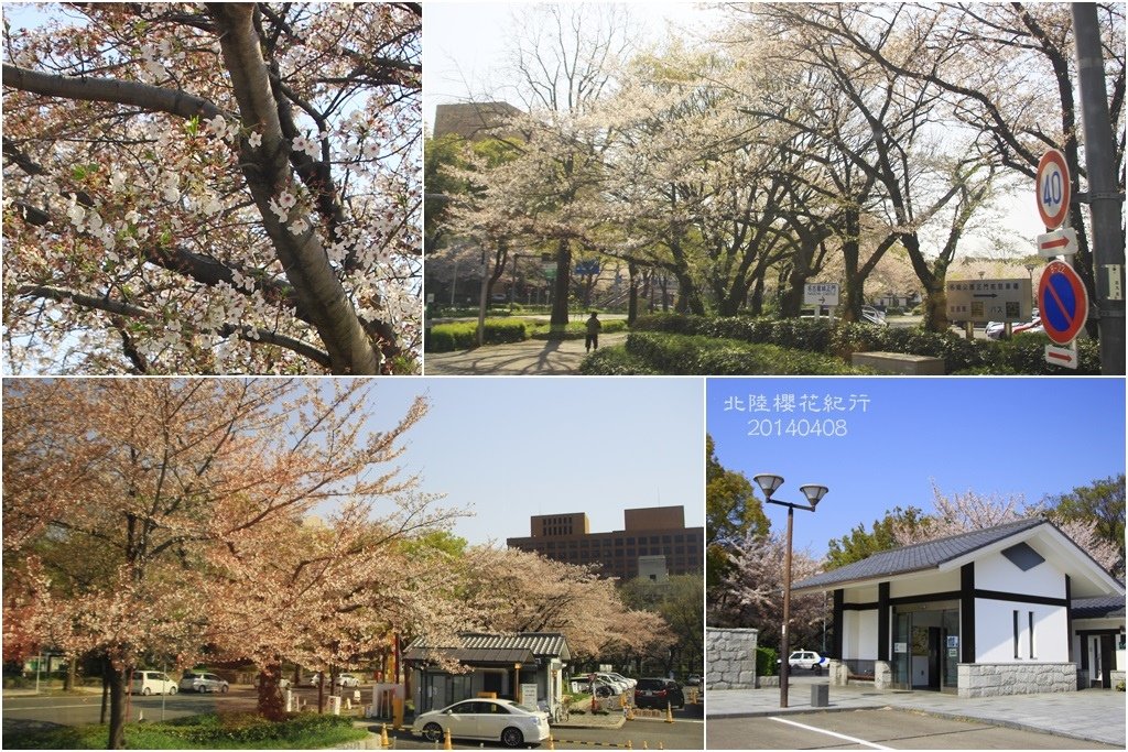 2014北陸櫻花紀行D4043
