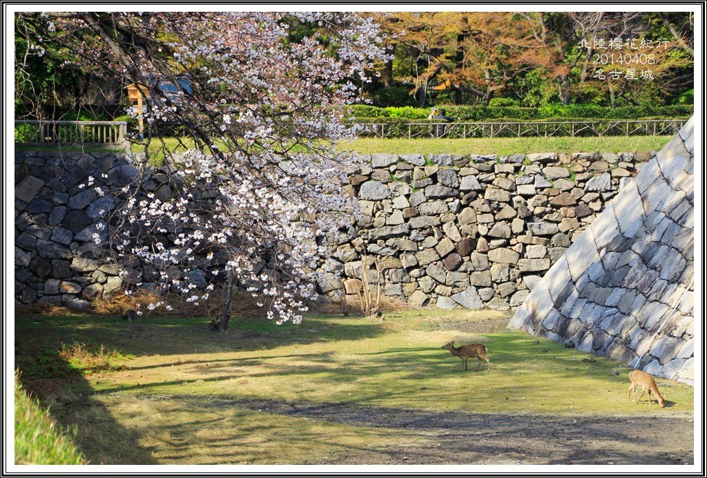 2014北陸櫻花紀行D4060
