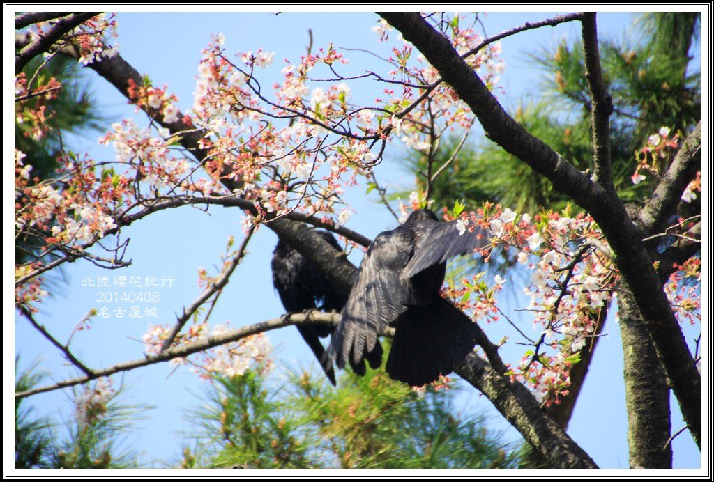 2014北陸櫻花紀行D4065