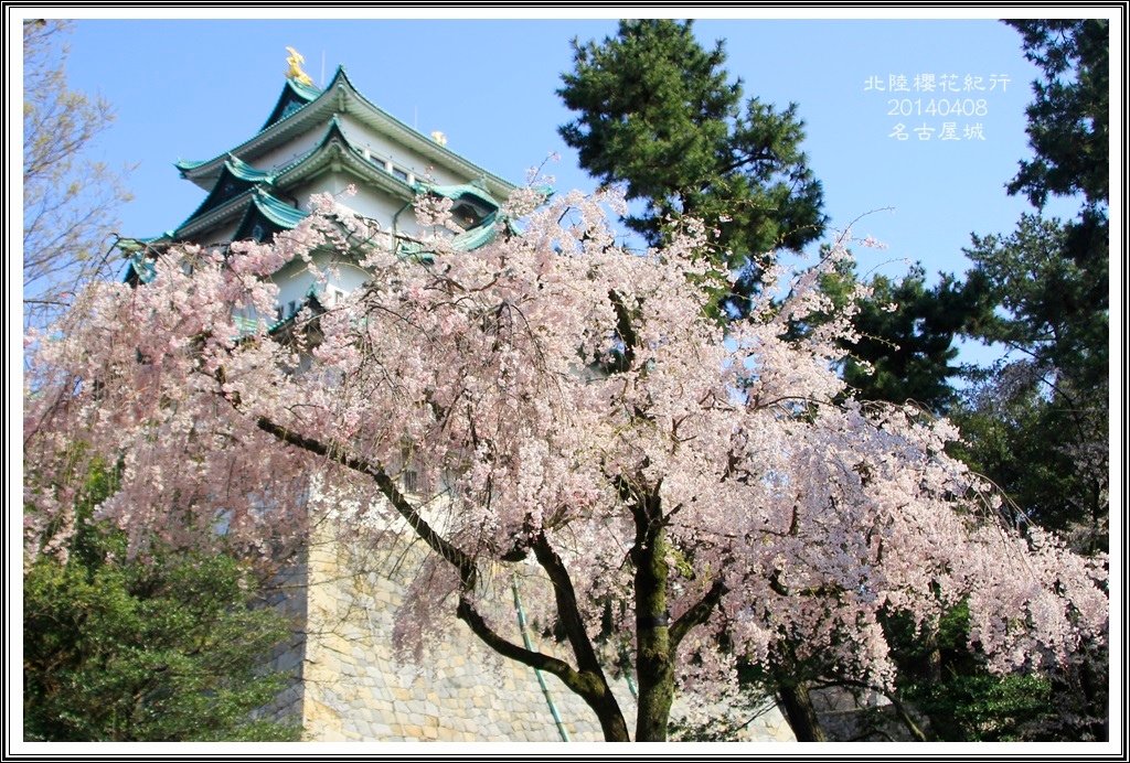 2014北陸櫻花紀行D4063