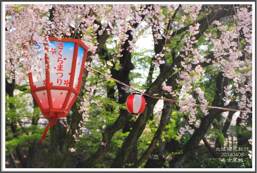 2014北陸櫻花紀行D4069