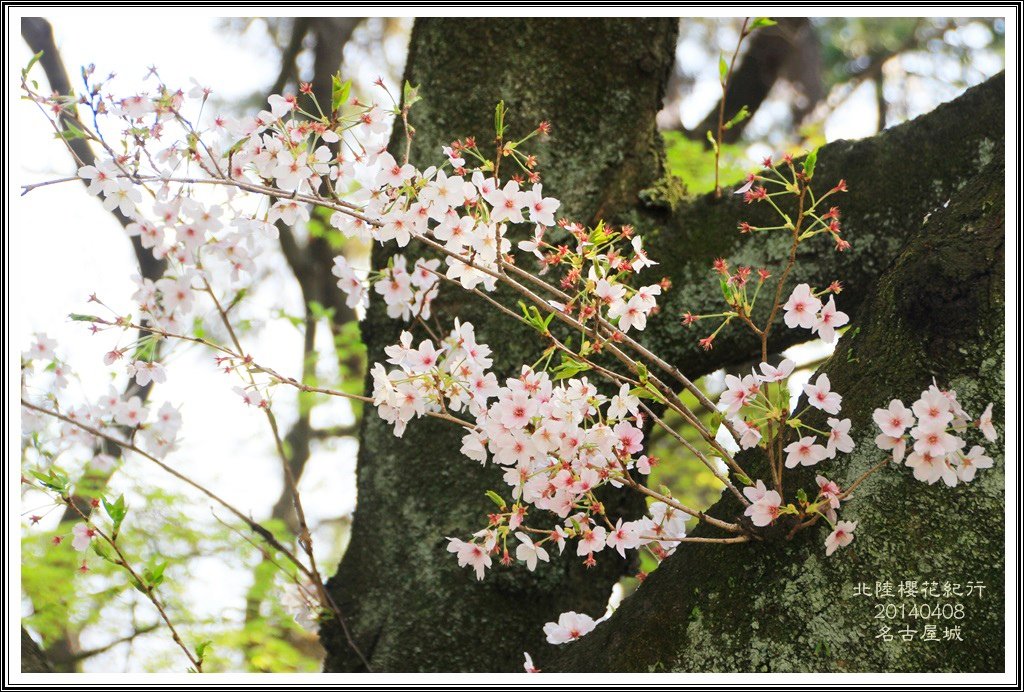 2014北陸櫻花紀行D4073