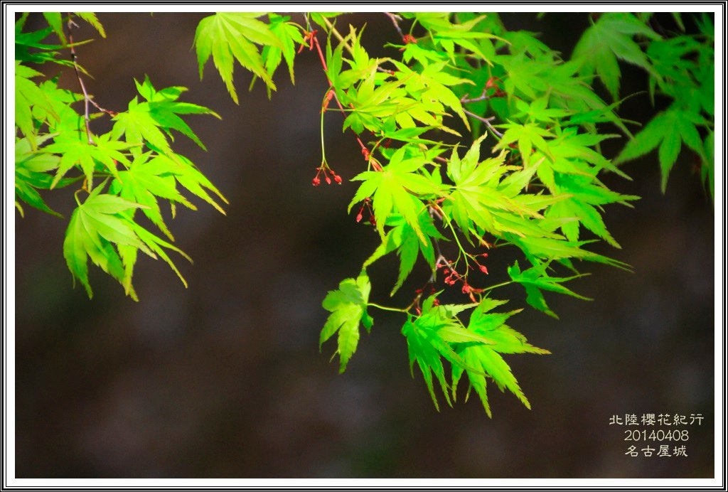 2014北陸櫻花紀行D4075