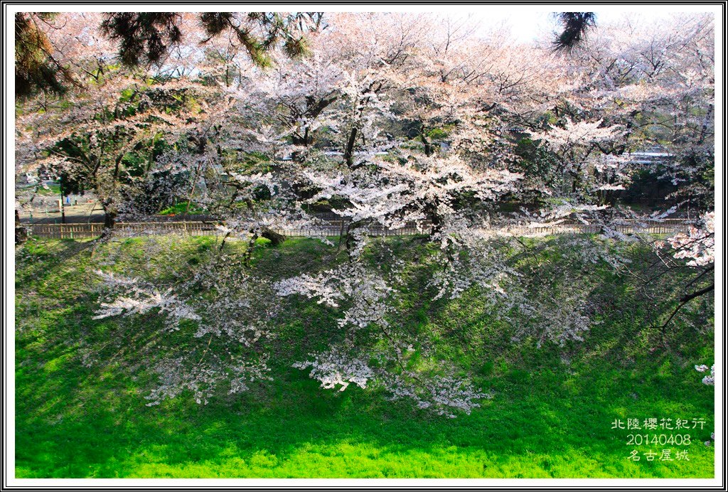 2014北陸櫻花紀行D4080