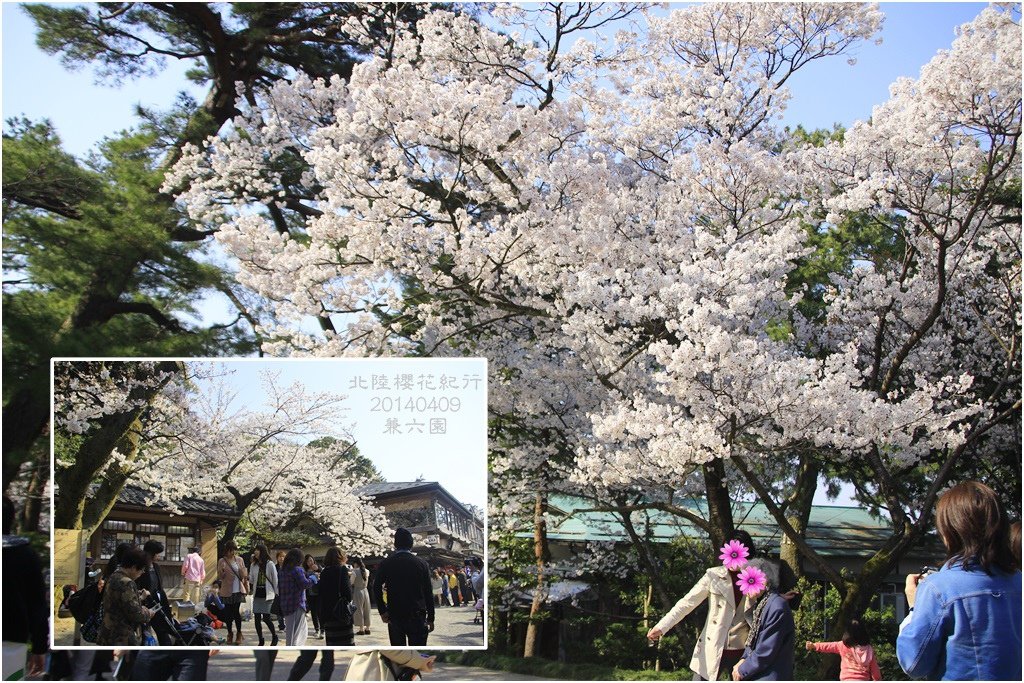 2014北陸櫻花紀行D5037
