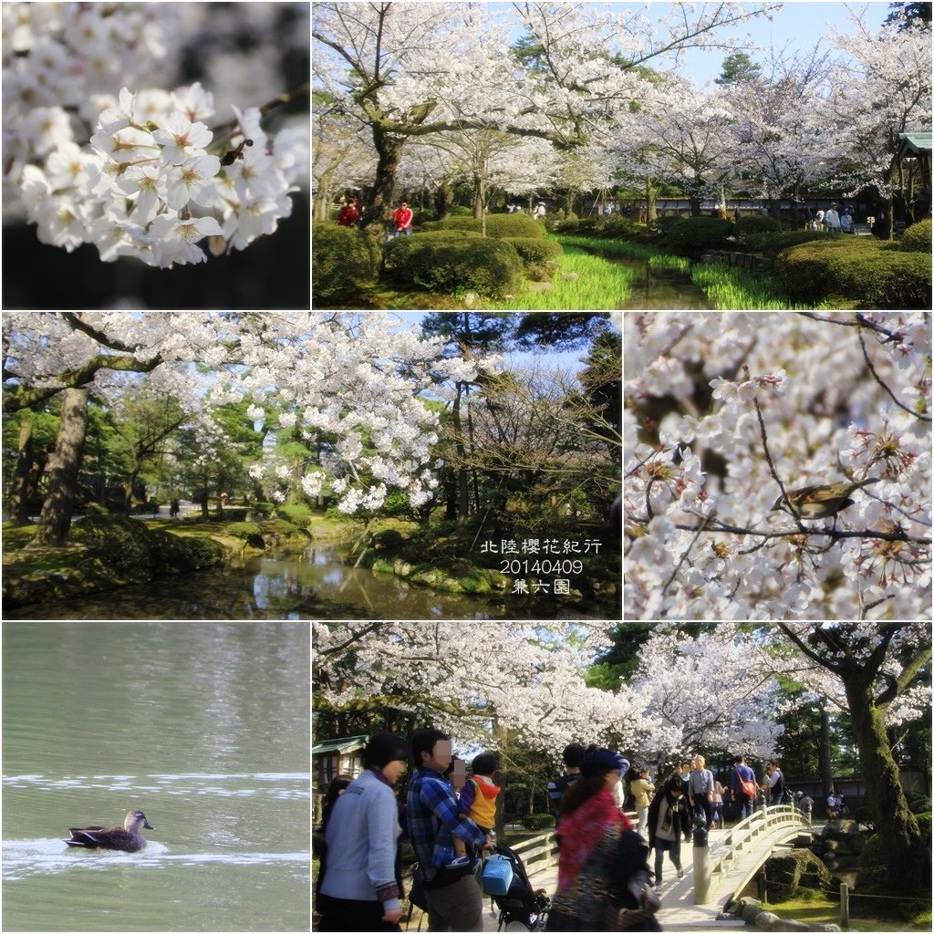 2014北陸櫻花紀行D5041