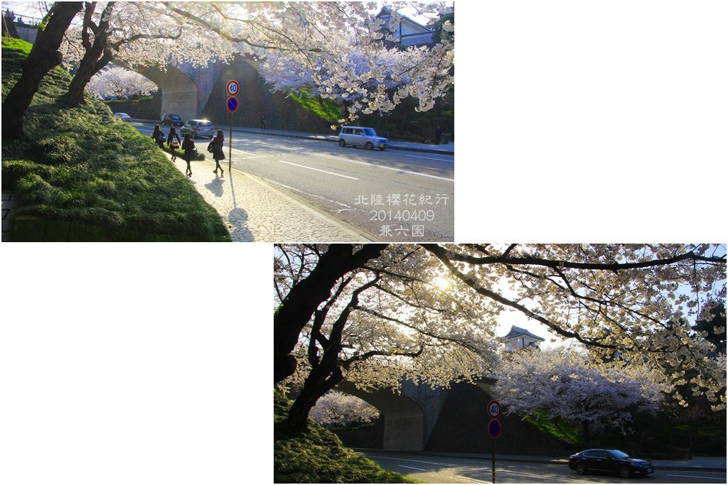 2014北陸櫻花紀行D5060