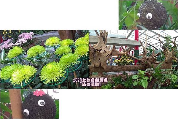 2018士林官邸菊展56