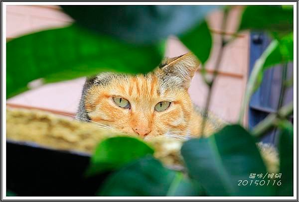 _MG_9072.JPG