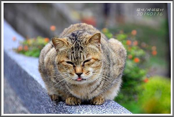 _MG_9258.JPG