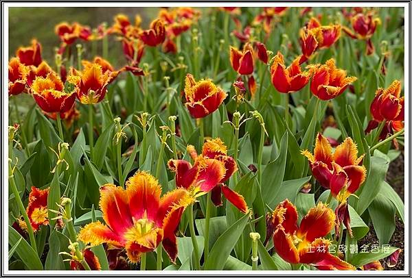 IMG_E1572.JPG