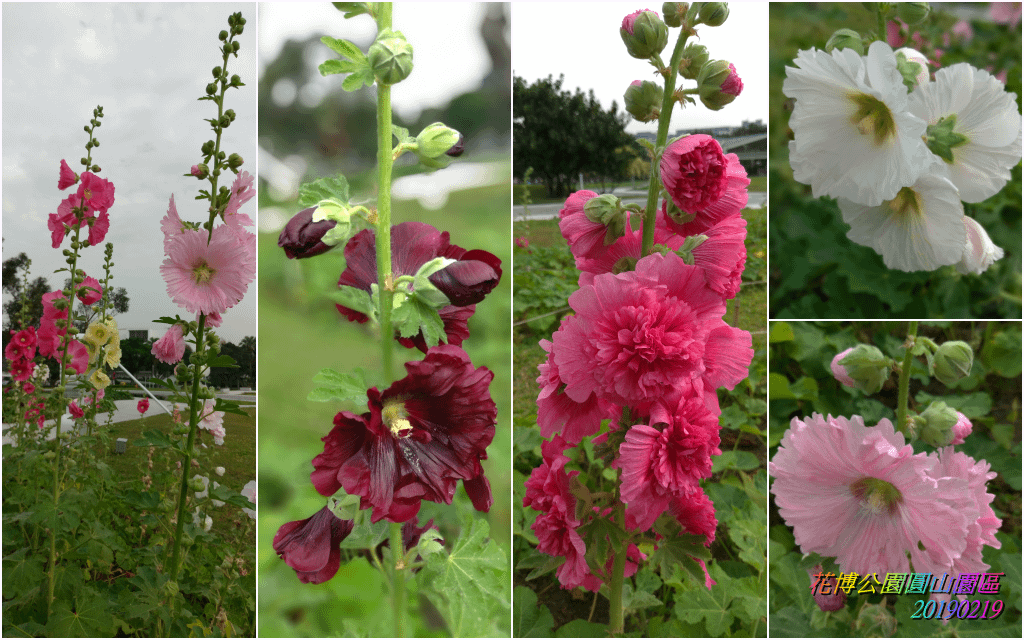 花博公園圓山園區2019021900.png