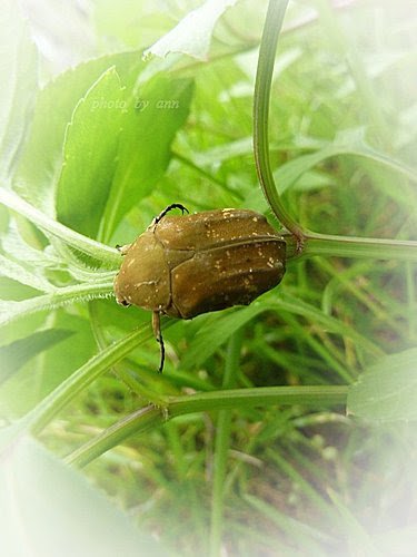 銅點花金龜05.jpg