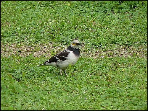 黑領椋鳥06.jpg