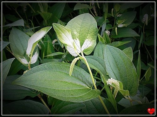 三白草科-三白草05.jpg