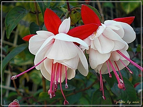 柳葉菜科-吊鐘花03.jpg