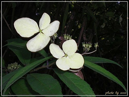 虎耳草科-華八仙01.jpg