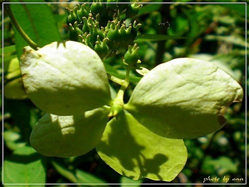虎耳草科-華八仙03.jpg