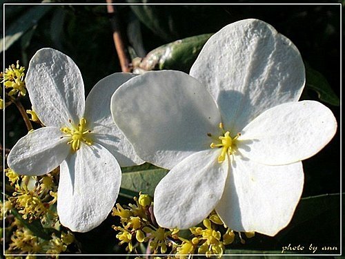 虎耳草科-華八仙04.jpg
