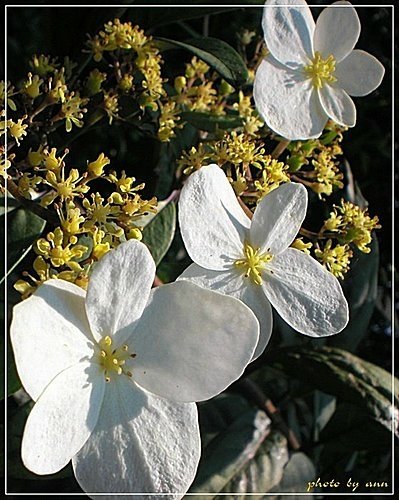 虎耳草科-華八仙05.jpg