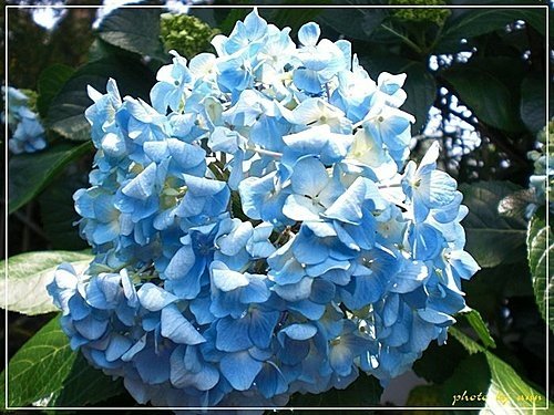 繡球花科-繡球花01.jpg