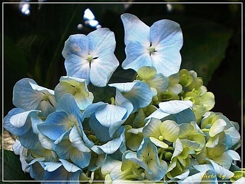 繡球花科-繡球花06.jpg