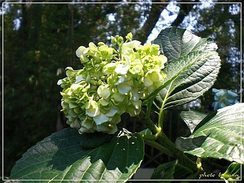 繡球花科-繡球花05.jpg