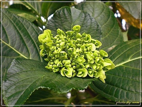 繡球花科-繡球花03.jpg